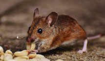 24 Hour & Emergency Exterminators in Renton, WA